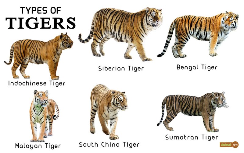 Comparing The Indochinese Tiger Vs. [Similar Species]