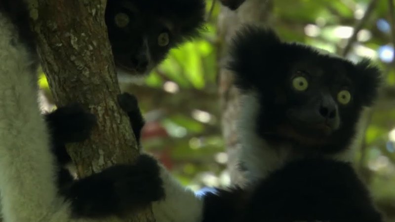 Comparing The Indri Vs. [Similar Species]