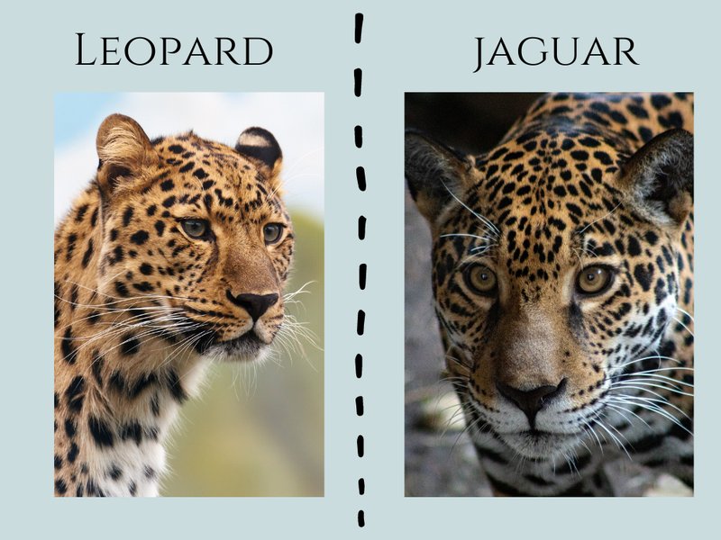 Comparing The Jaguar Vs. [Similar Species]