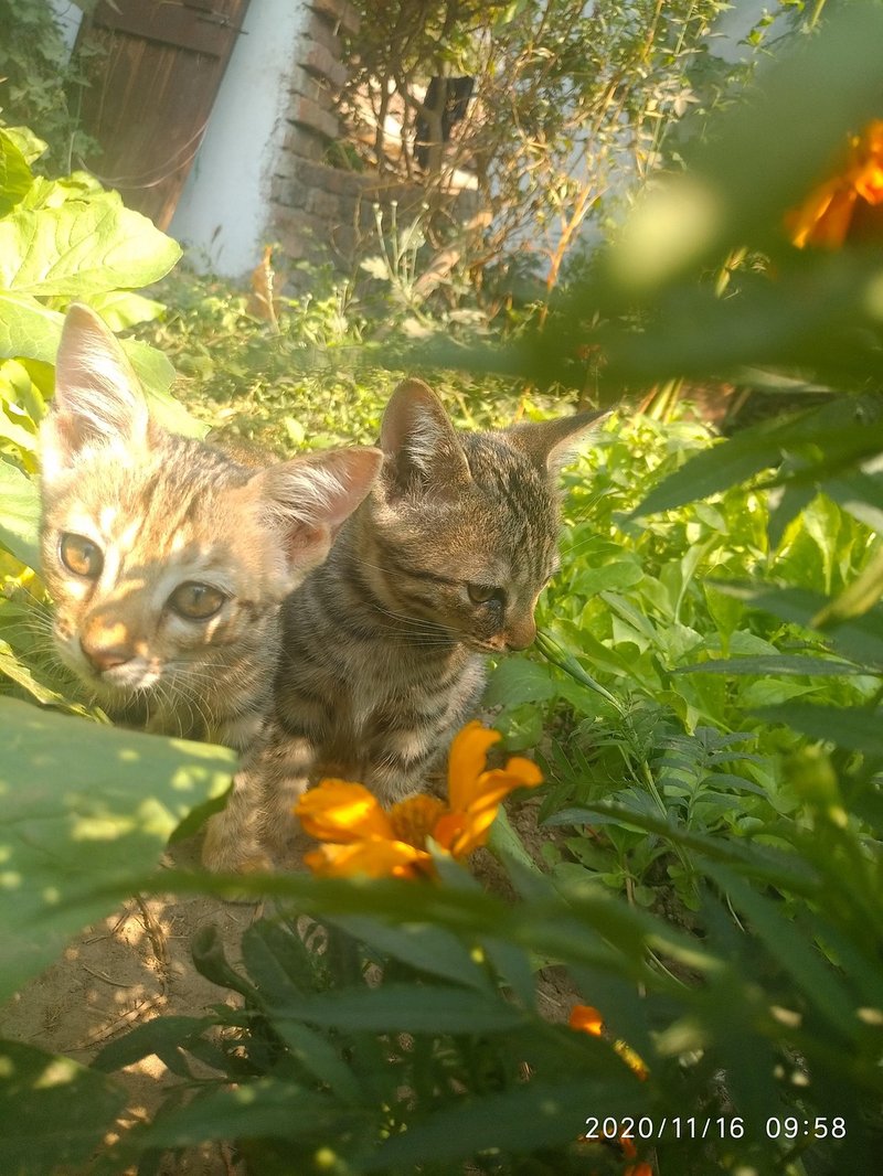 Comparing The Jungle Cat Vs. [Similar Species]