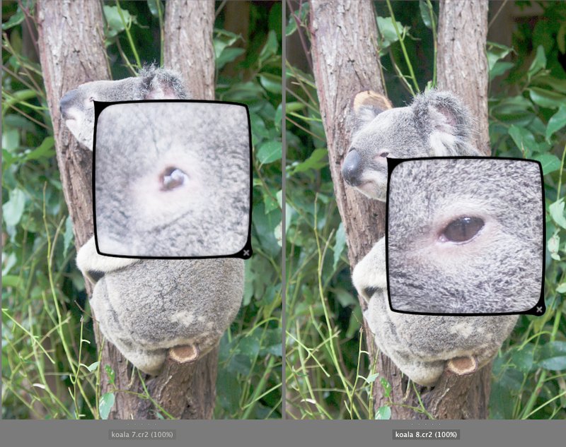 Comparing The Koala Vs. [Similar Species]