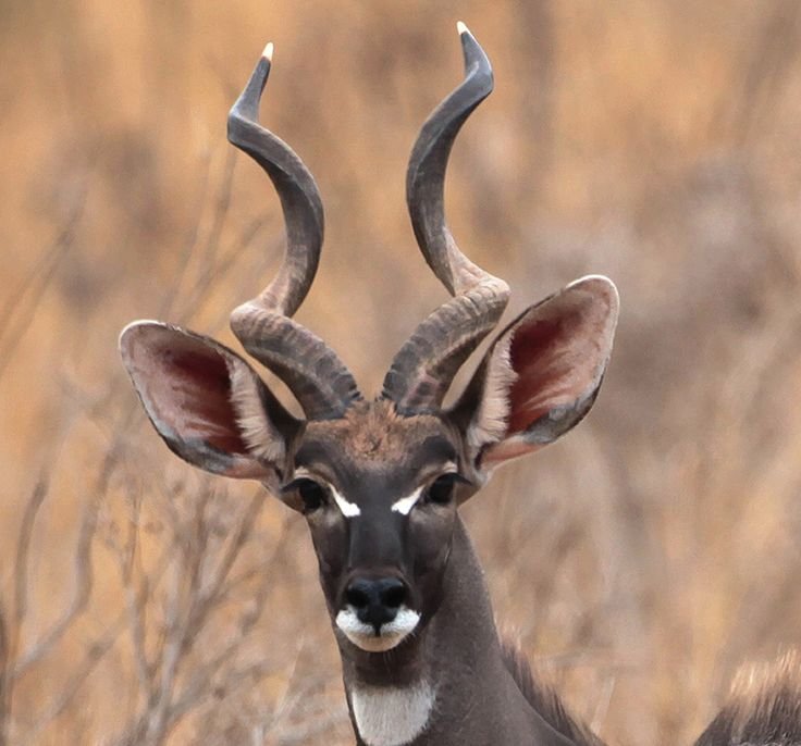Comparing The Kudu Vs. [Similar Species]