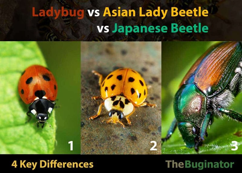 Comparing The Ladybug Vs. Similar Insects