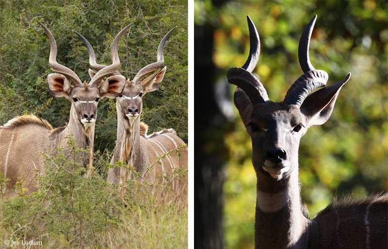 Comparing The Lesser Kudu Vs. [Similar Species]