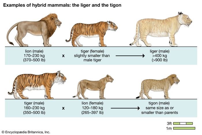 Comparing The Liger Vs. [Similar Species]