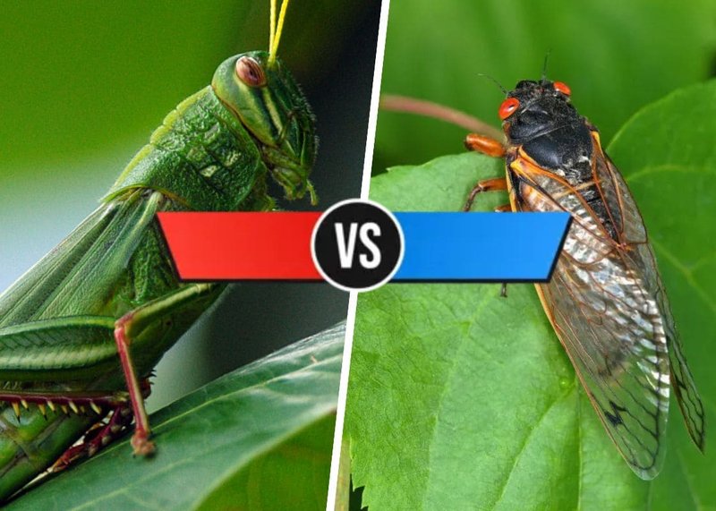Comparing The Locust Vs. Similar Insects