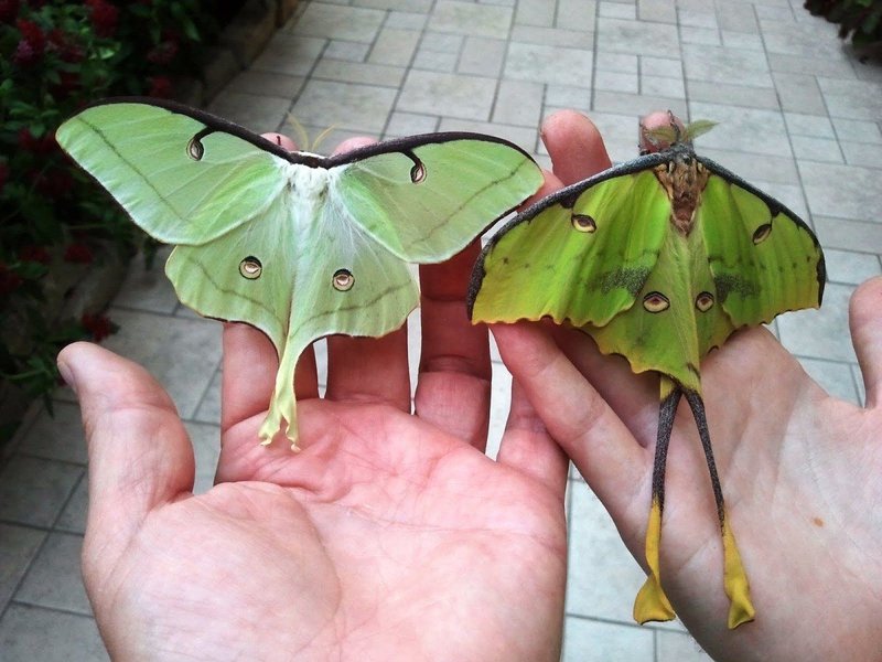 Comparing The Luna Moth Vs. Similar Insects