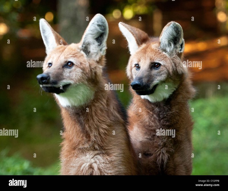 Comparing The Maned Wolf Vs. [Similar Species]