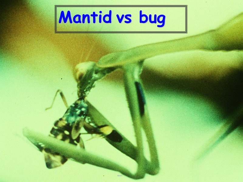 Comparing The Mantid Vs. Similar Insects