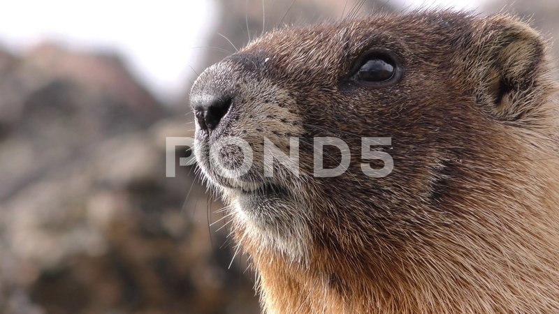 Comparing The Marmot Vs. [Similar Species]