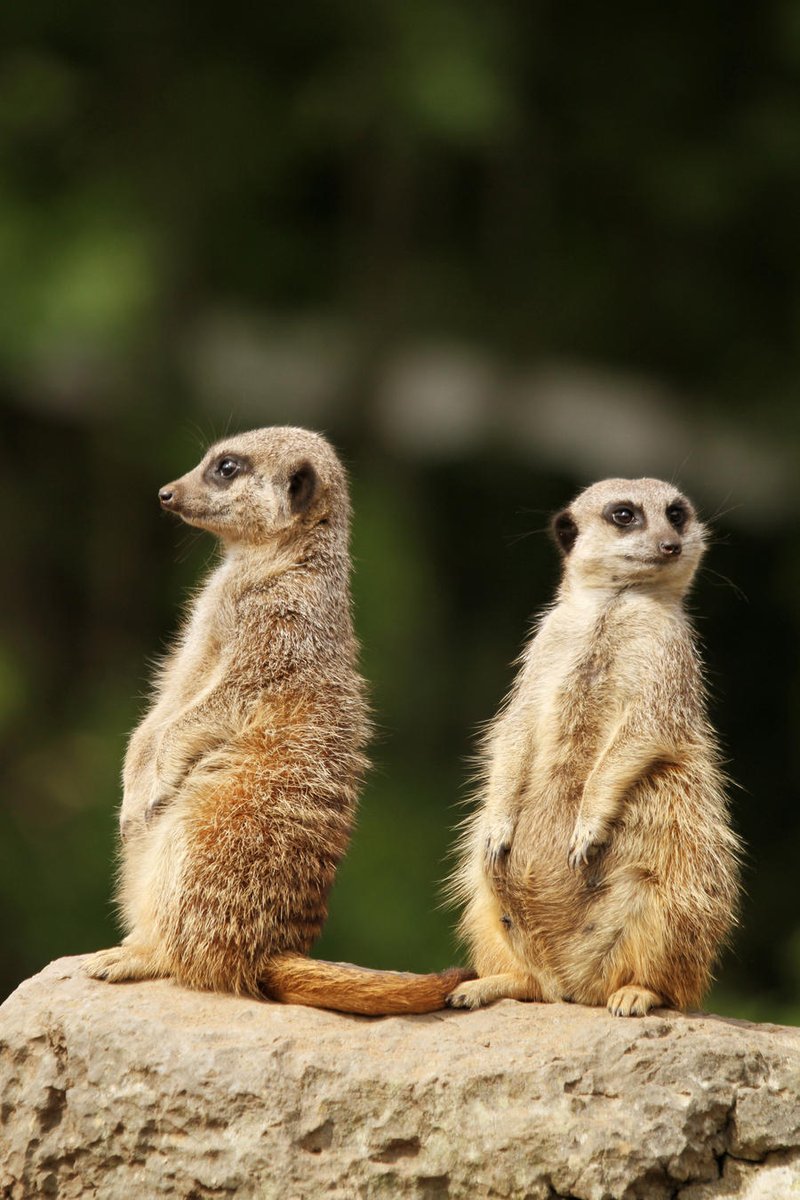 Comparing The Meerkat Vs. [Similar Species]