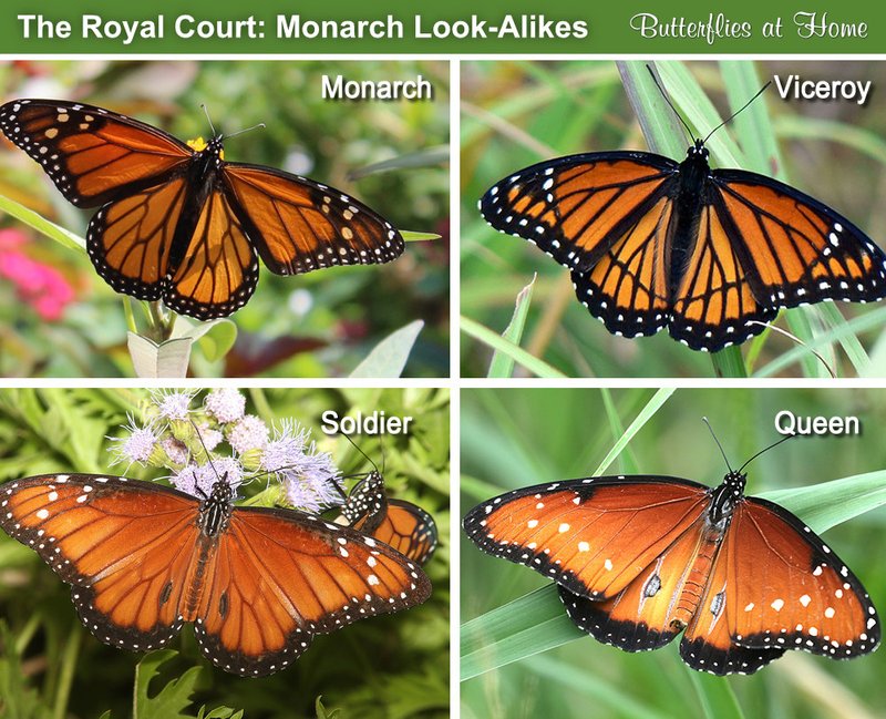 Comparing The Monarch Butterfly Vs. Similar Insects