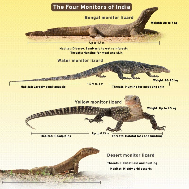 Comparing The Monitor Lizard Vs. [Similar Species]