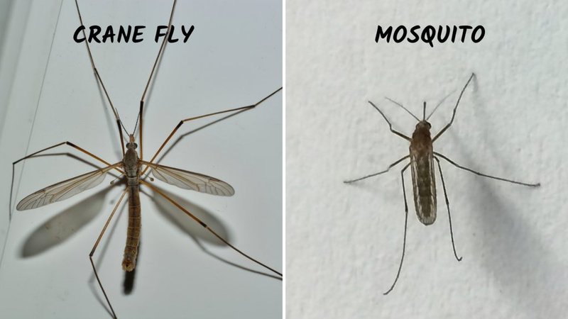 Comparing The Mosquito Vs. Similar Insects