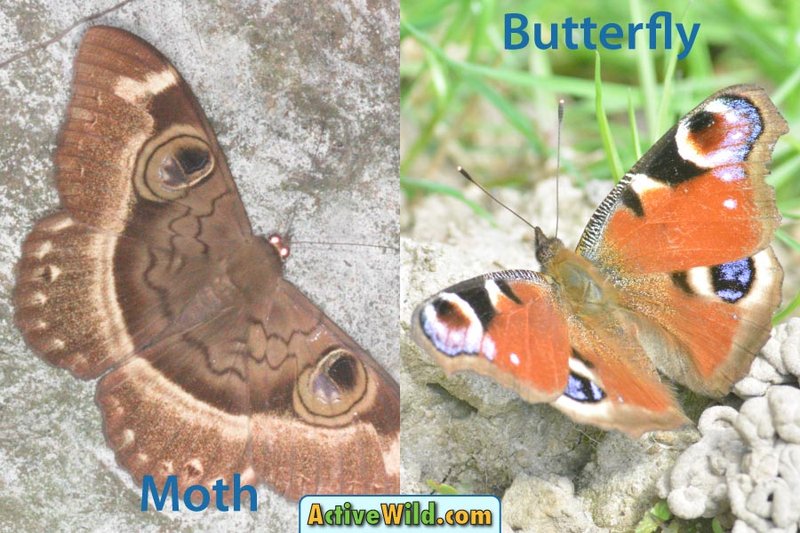 Comparing The Moth Vs. Similar Insects