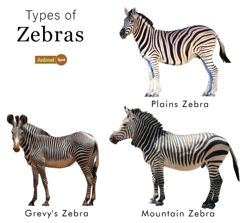Comparing The Mountain Zebra Vs. [Similar Species]