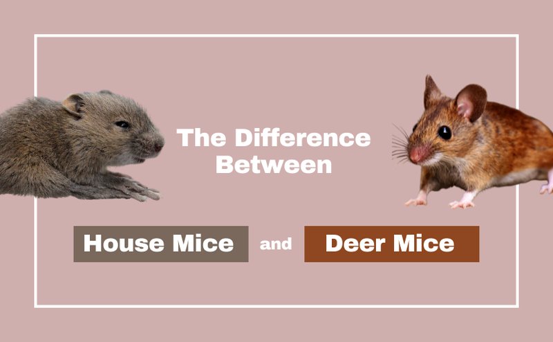 Comparing The Mouse Deer Vs. [Similar Species]