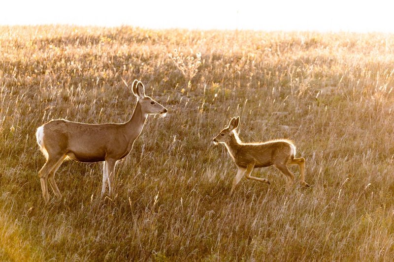 Comparing The Mule Deer Vs. [Similar Species]