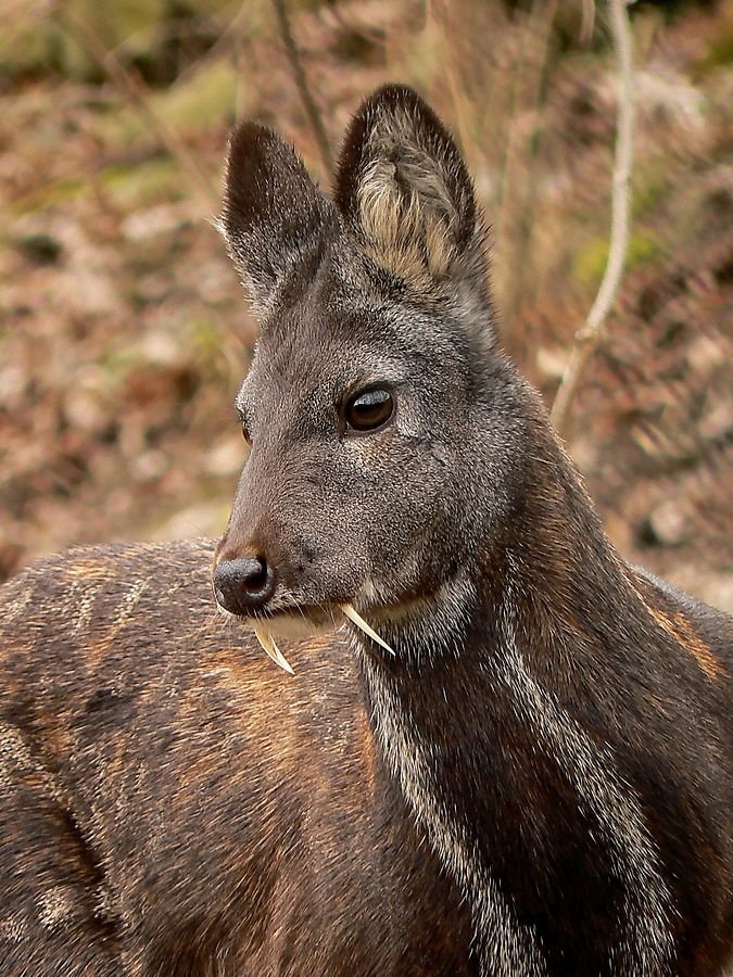 Comparing The Musk Deer Vs. [Similar Species]