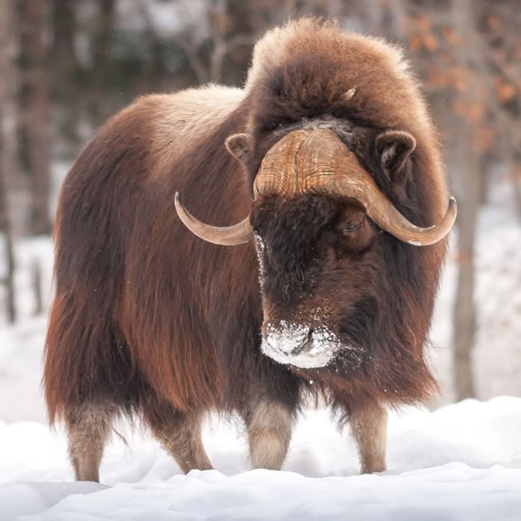 Comparing The Muskox Vs. [Similar Species]