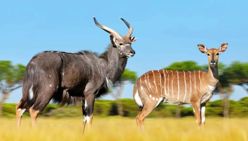 Comparing The Nyala Vs. [Similar Species]
