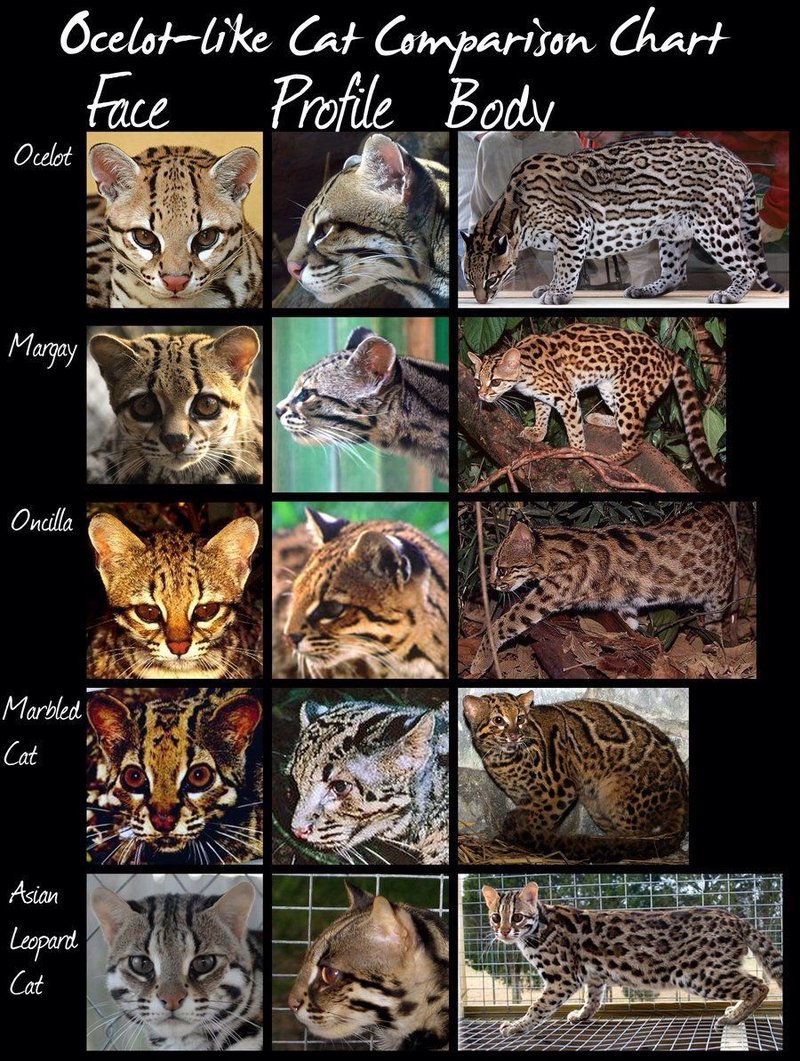 Comparing The Ocelot Vs. [Similar Species]
