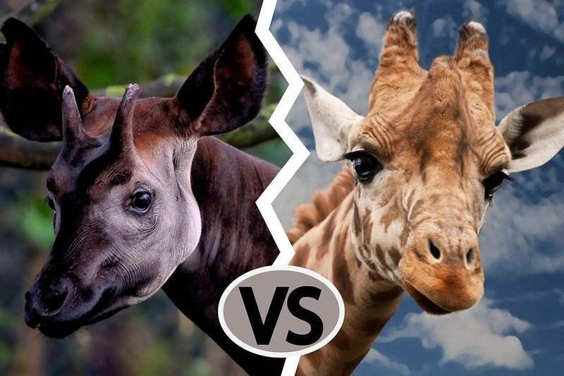Comparing The Okapi Vs. [Similar Species]