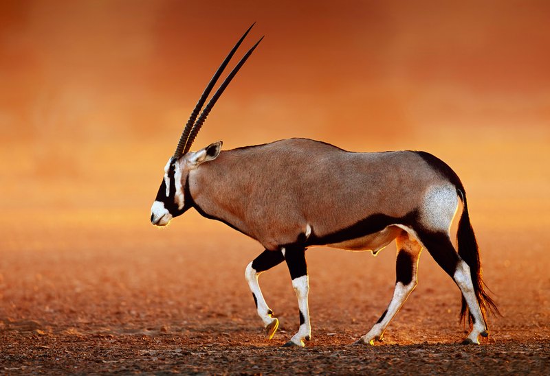 Comparing The Oryx Vs. [Similar Species]