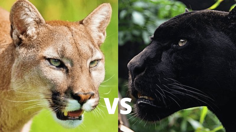 Comparing The Panther Vs. [Similar Species]