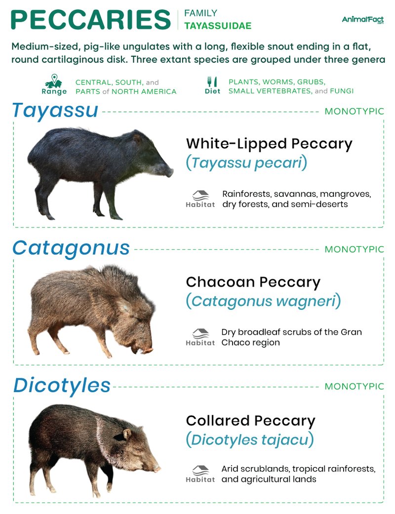 Comparing The Peccary Vs. [Similar Species]