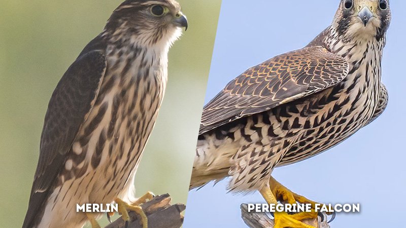 Comparing The Peregrine Falcon Vs. [Similar Species]