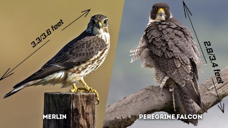 Comparing The Peregrine Falcon Vs. [Similar Species]