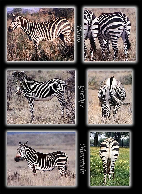 Comparing The Plains Zebra Vs. [Similar Species]