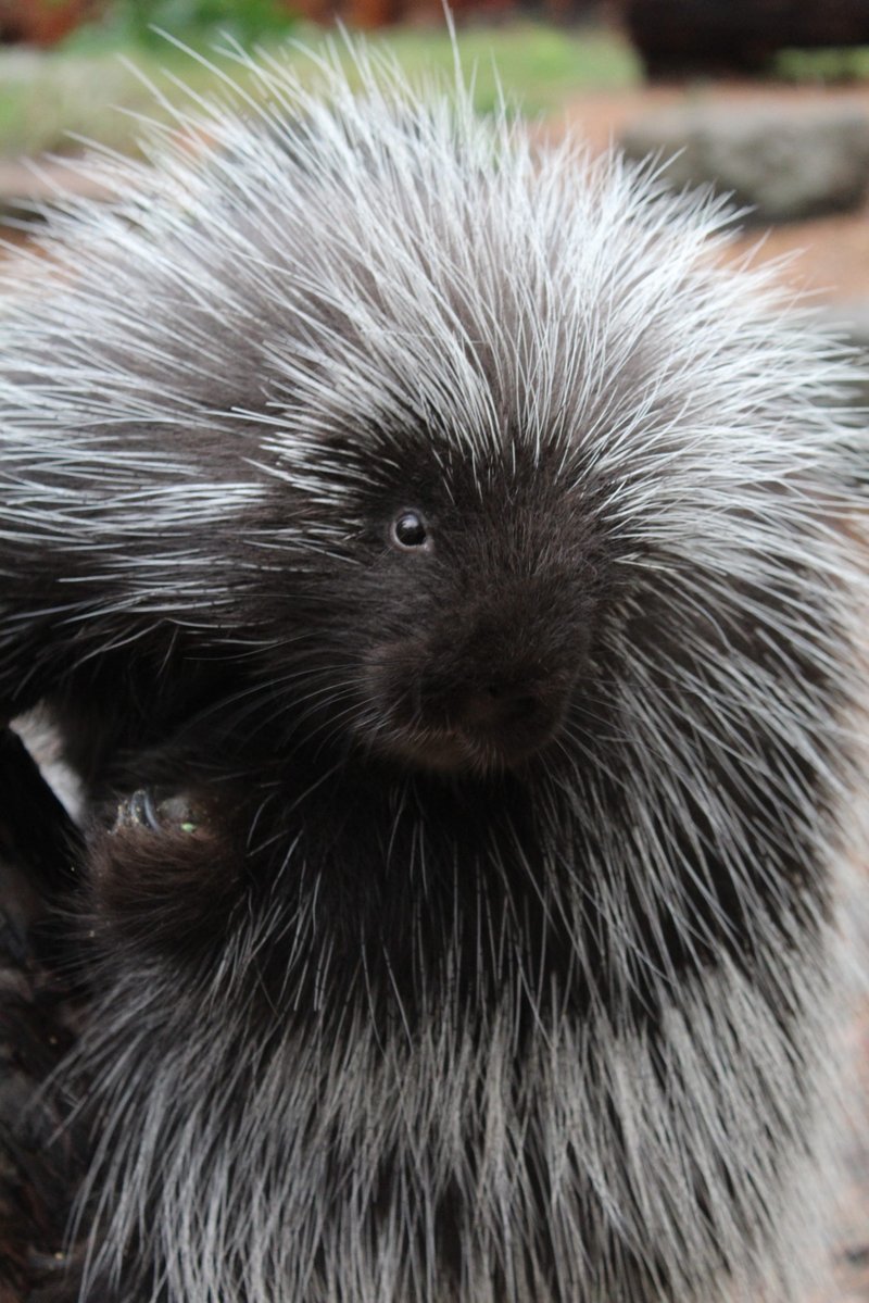 Comparing The Porcupine Vs. [Similar Species]