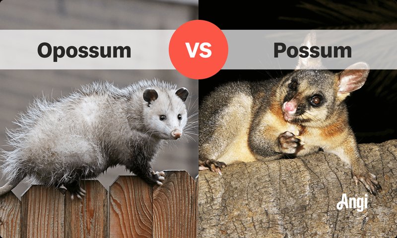 Comparing The Possum Vs. [Similar Species]