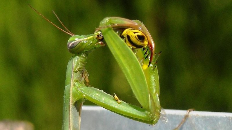 Comparing The Praying Mantis Vs. Similar Insects