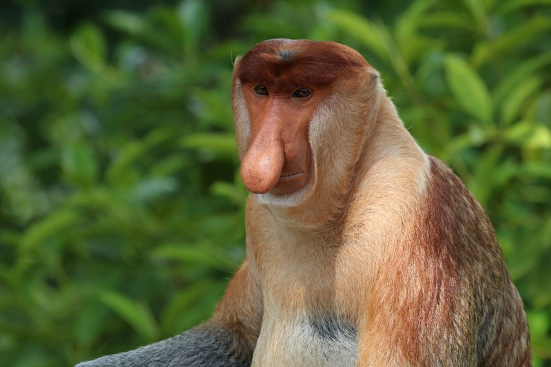 Comparing The Proboscis Monkey Vs. [Similar Species]