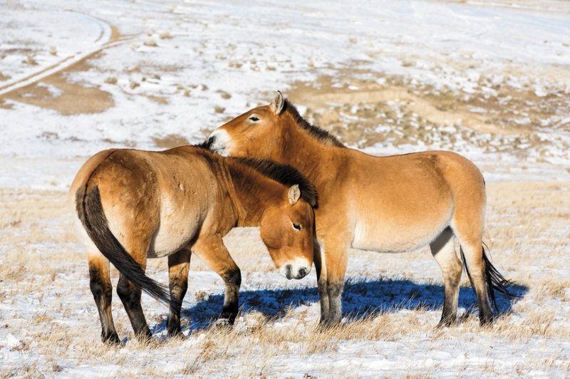 Comparing The Przewalskiâ€™S Horse Vs. [Similar Species]