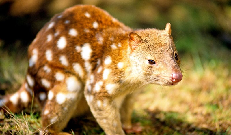 Comparing The Quoll Vs. [Similar Species]