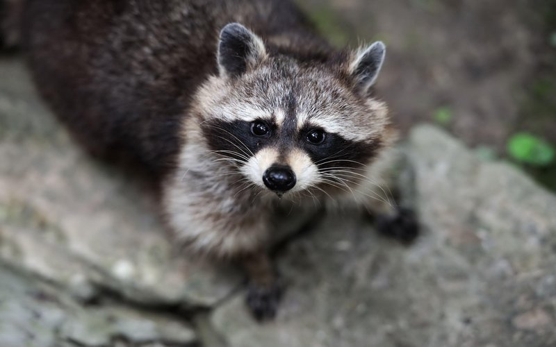 Comparing The Raccoon Vs. [Similar Species]