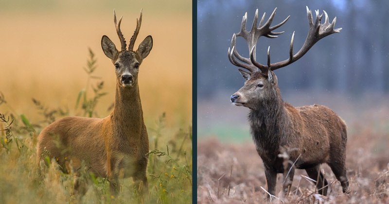 Comparing The Red Deer Vs. [Similar Species]