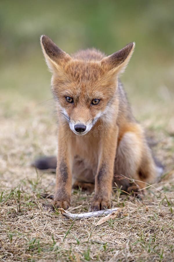 Comparing The Red Fox Vs. [Similar Species]