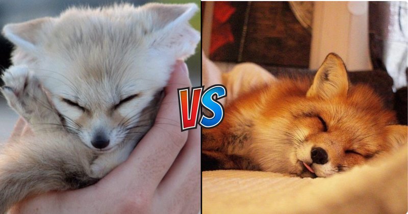Comparing The Red Fox Vs. [Similar Species]