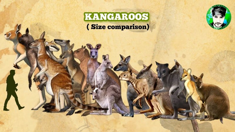 Comparing The Red Kangaroo Vs. [Similar Species]