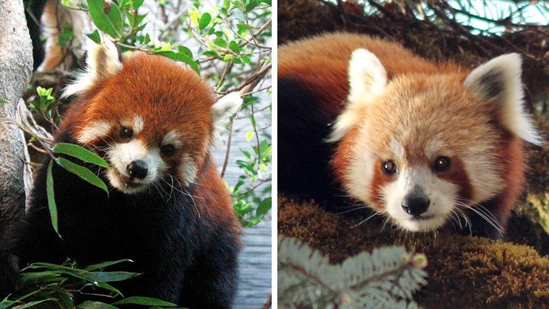 Comparing The Red Panda Vs. [Similar Species]