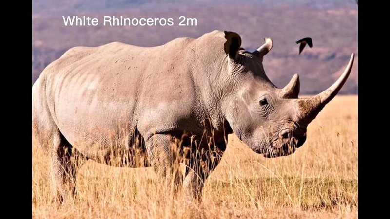 Comparing The Rhinoceros Vs. [Similar Species]