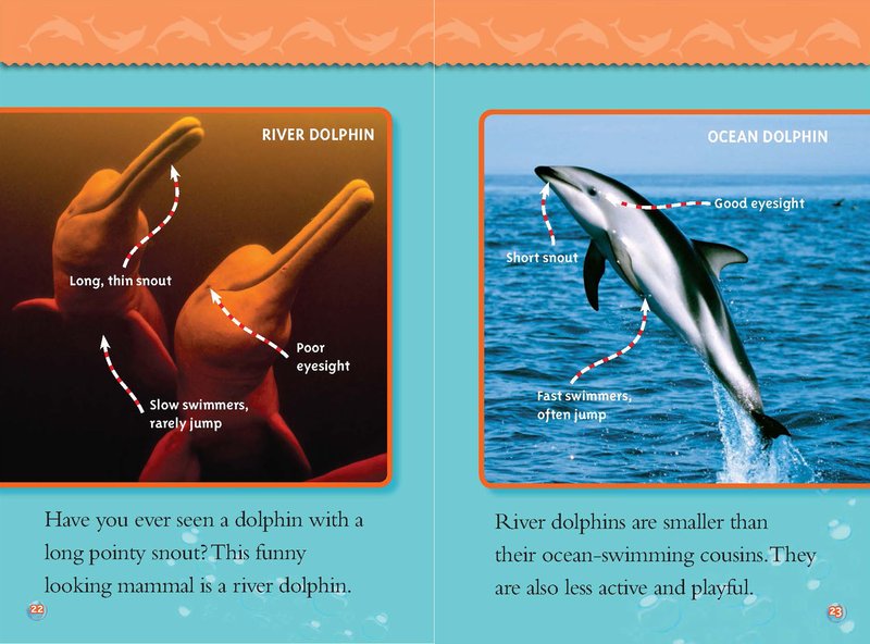 Comparing The River Dolphin Vs. [Similar Species]