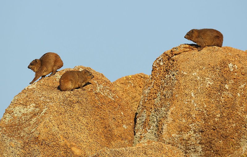 Comparing The Rock Hyrax Vs. [Similar Species]