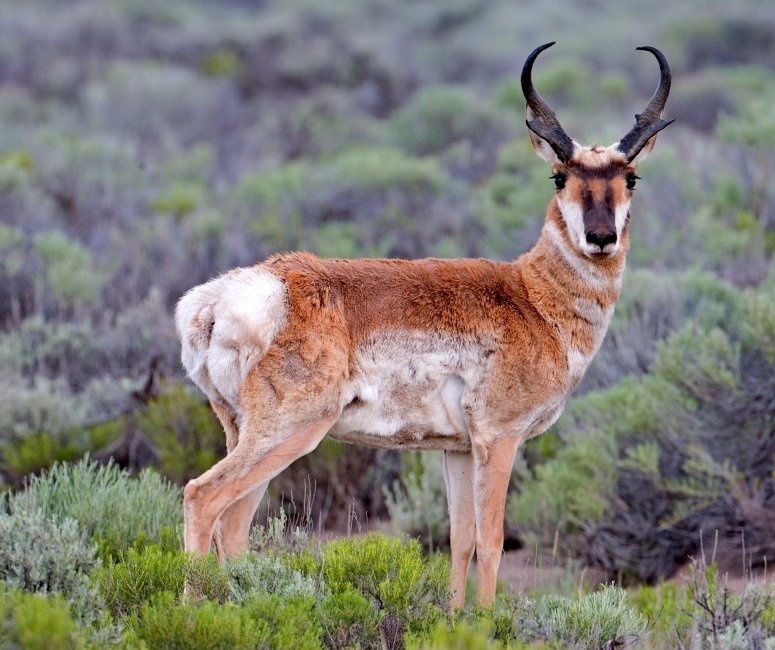 Comparing The Saiga Antelope Vs. [Similar Species]
