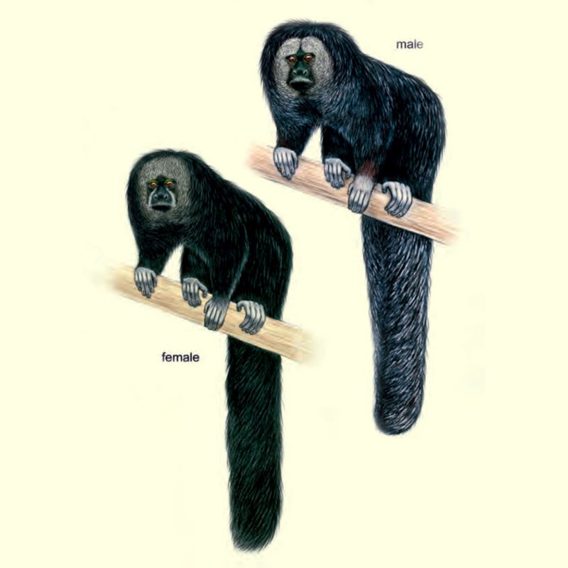Comparing The Saki Monkey Vs. [Similar Species]